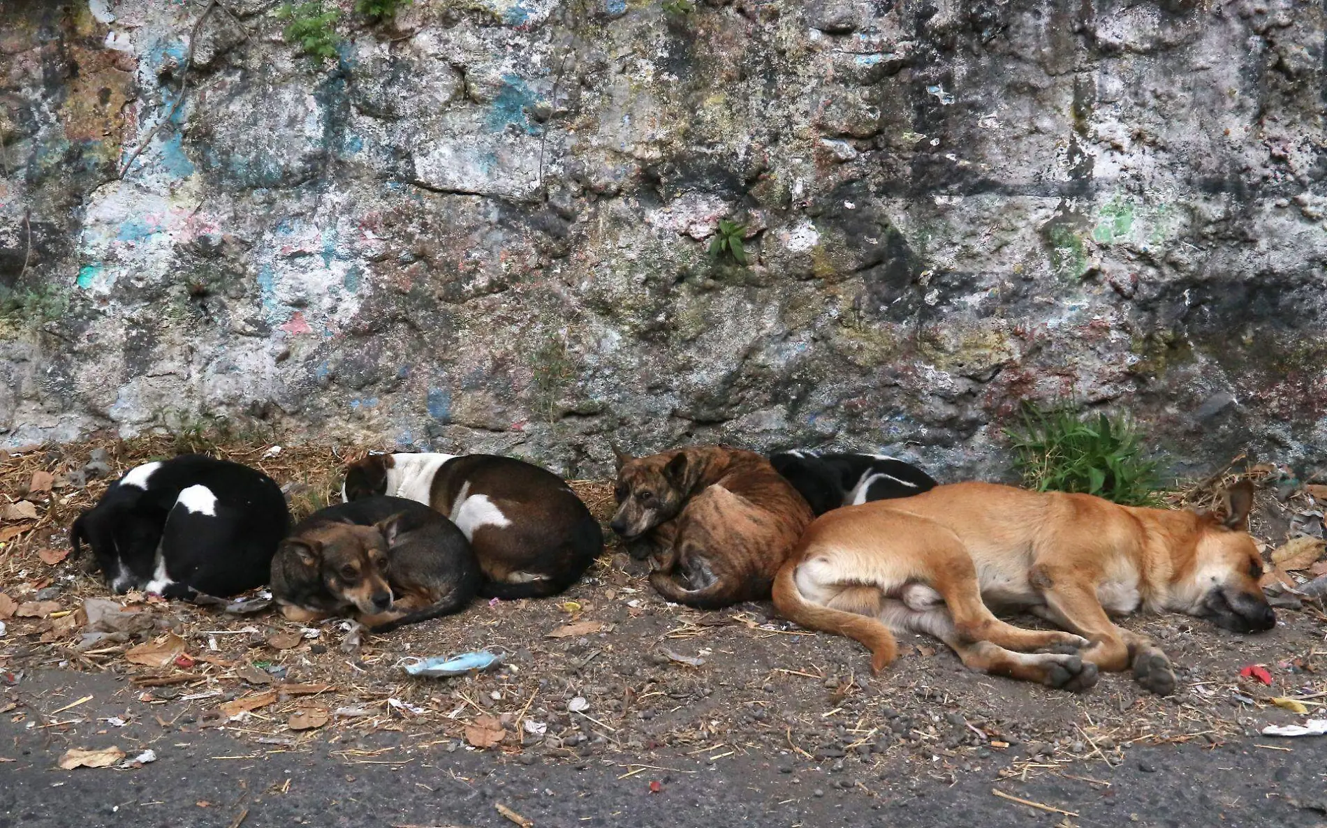 Perros en situación de calle